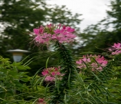 2020 09 01 LyndaleParkRoseGarden 034
